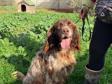 Zefiro il cane super simpatico