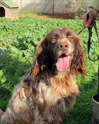 Zefiro il cane super simpatico