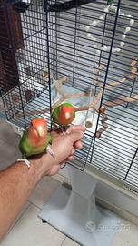 pappagalli inseparabili