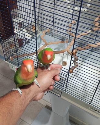 pappagalli inseparabili