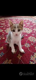 Gattino Leo