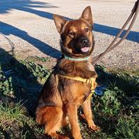 Cagnolino più che bellino