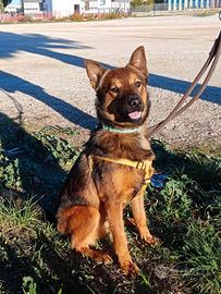 Cagnolino più che bellino