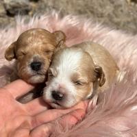 Cuccioli di MALTIPOO