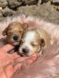 Cuccioli di MALTIPOO
