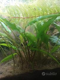 Piante per acquario 