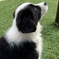 Cuccioli Border Collie con Pedigree