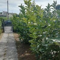 Estate davanti al mare con giardino privato