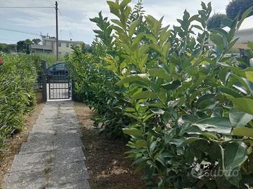 Estate davanti al mare con giardino privato