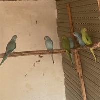 Parrocchetto del collare