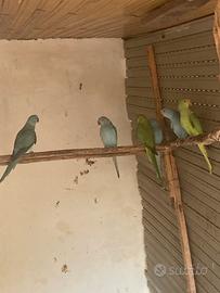 Parrocchetto del collare