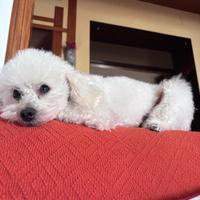 Barboncino nano aspetta fidanzata