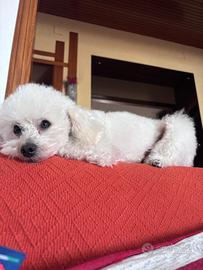 Barboncino nano aspetta fidanzata