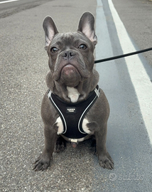 Bulldog francese