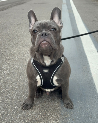 Bulldog francese