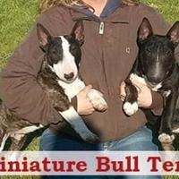 Bull terrier miniature