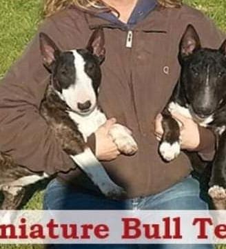 Bull terrier miniature