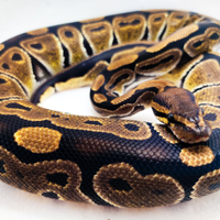 Pitone Reale Femmina Ancestrale het Clown 2023