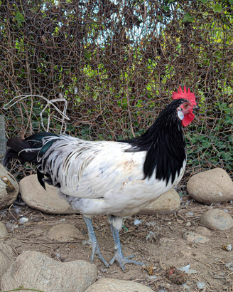 Galli di razza