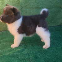 Akita americano