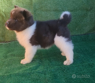 Akita americano