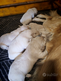 Cucciola Golden retriever con pedigree