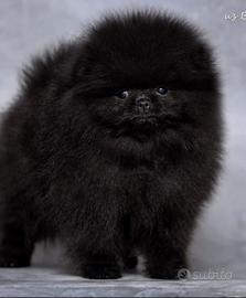 Spitz toy di Pomerania