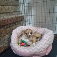 Femmina di chihuahua di 5 mesi