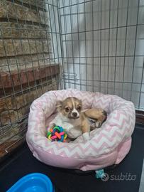 Femmina di chihuahua di 5 mesi