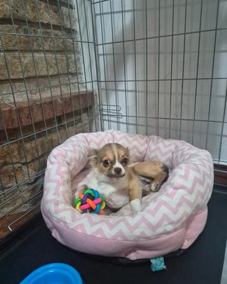 Femmina di chihuahua di 5 mesi