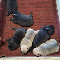 Cuccioli buldog francese