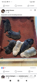 Cuccioli buldog francese