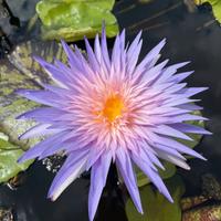 Piante acquatiche per laghetti in promo, ninfee