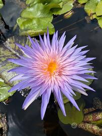 Piante acquatiche per laghetti in promo, ninfee