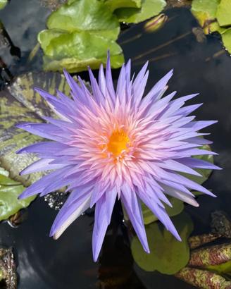 Piante acquatiche per laghetti in promo, ninfee