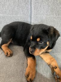 Rottweiler