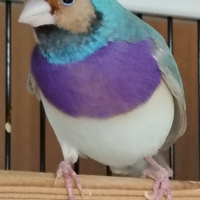 Diamante di Gould" color Blu - MASCHIO