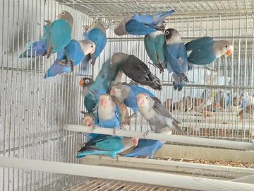 Agapornis fischer