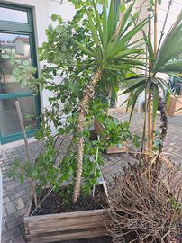 VASI IN LEGNO COMPLETI DI PIANTE 