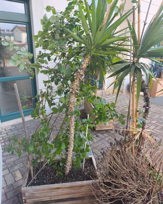 VASI IN LEGNO COMPLETI DI PIANTE 