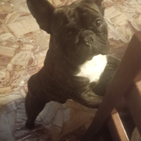 Bulldog francese