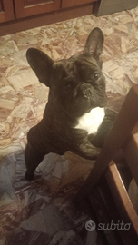 Bulldog francese