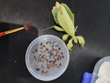 Phyllium Philippinicum uova modellino