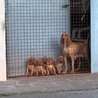 Cuccioli segugi italiani (seconda cucciolata)