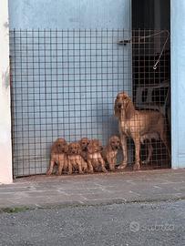 Cuccioli segugi italiani (seconda cucciolata)
