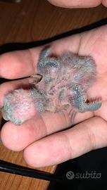 Pulli di inseparabile