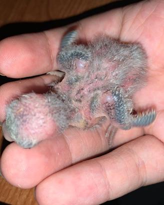 Pulli di inseparabile