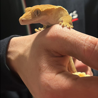 Geco crestato completo di tutto