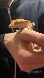 Geco crestato completo di tutto