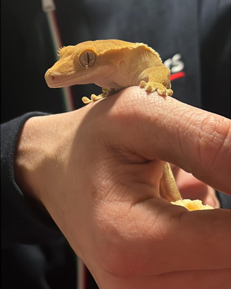 Terrario con Geco crestato completo di tutto